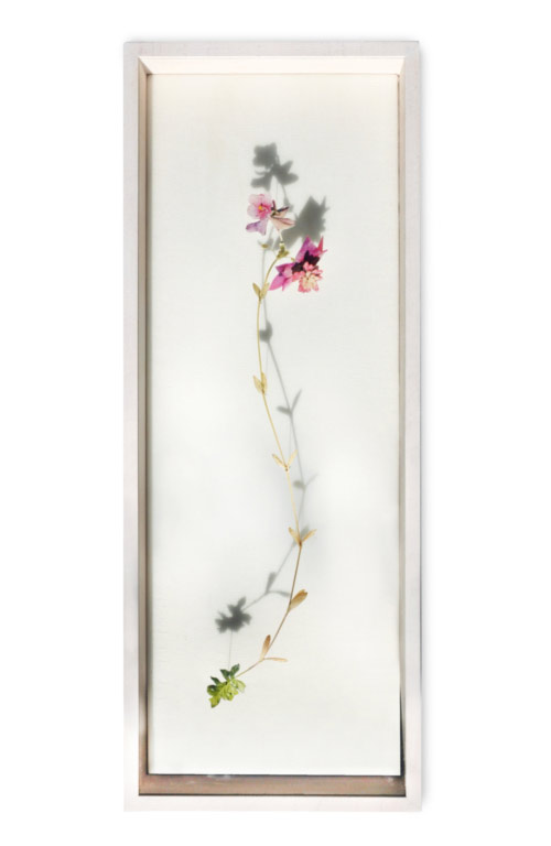 Flower Constructions by artist Anne Ten Donkelaar