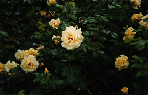 Photographer Hiroshi Takizawa