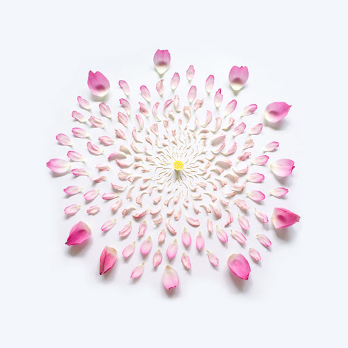 Exploded Flowers by photographer Fong Qi Wei