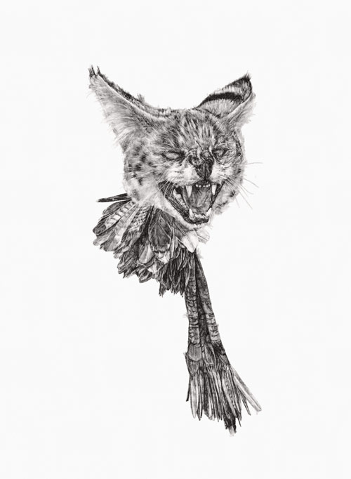 Drawings by artist Amanda Nedham