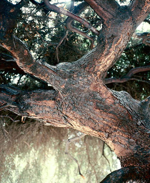 Photographer Nathanael Turner