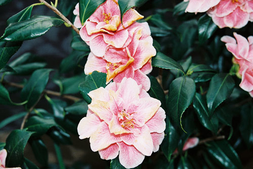 Photographer Rosanna Webster