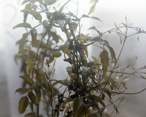 Photographer Sara Naim