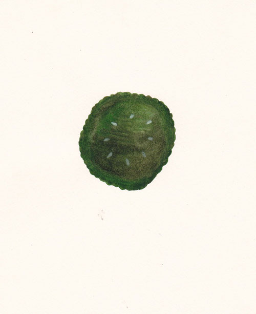 Drawings by artist Molly Rose Dyson