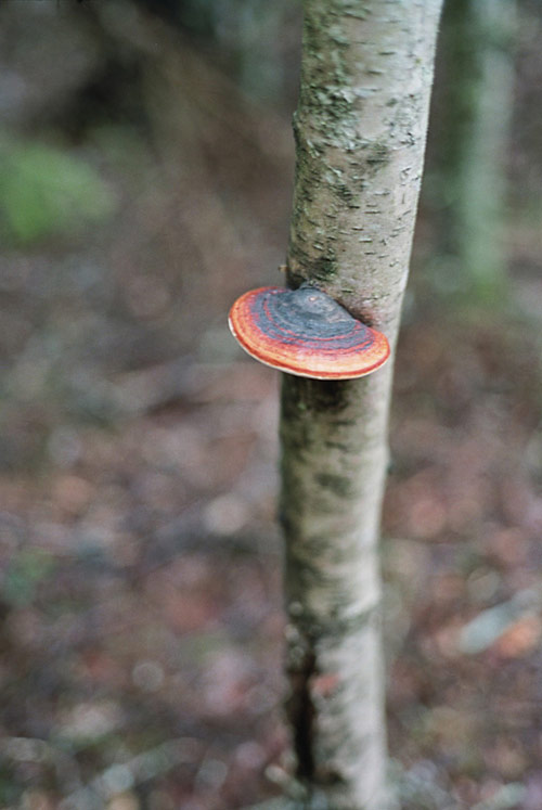 Photographer Hans Nøstdahl