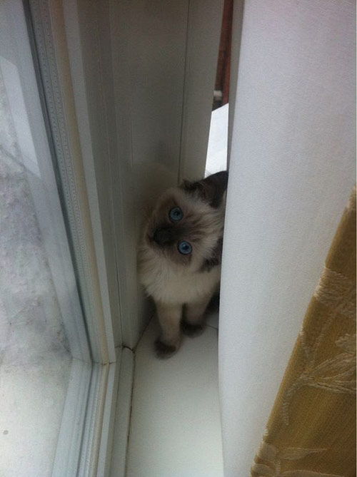 Photographer Lewis Chaplin