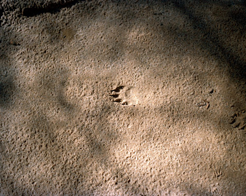 Photographer Wesley Ham