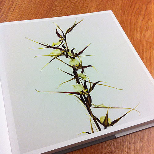 Flower by photographer Andrew Zuckerman