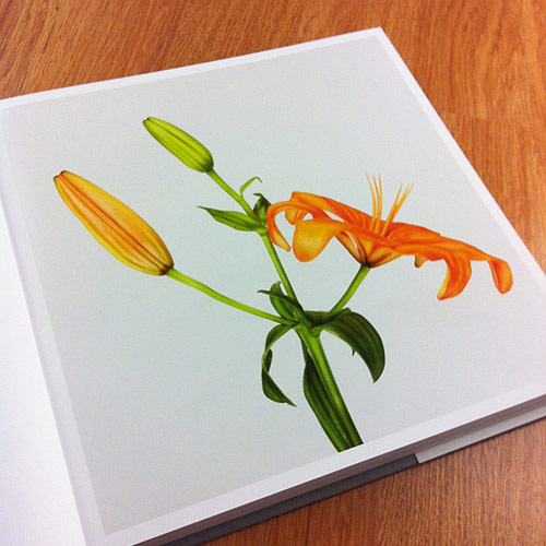 Flower by photographer Andrew Zuckerman