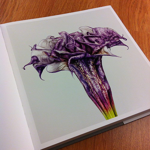 Flower by photographer Andrew Zuckerman