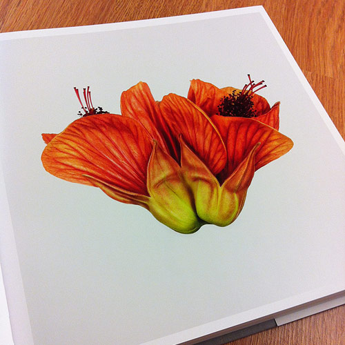 Flower by photographer Andrew Zuckerman