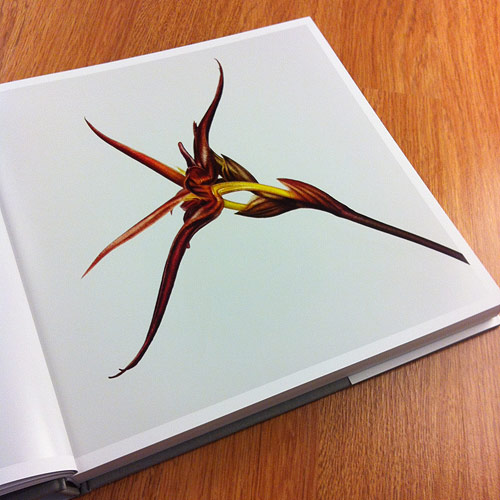 Flower by photographer Andrew Zuckerman