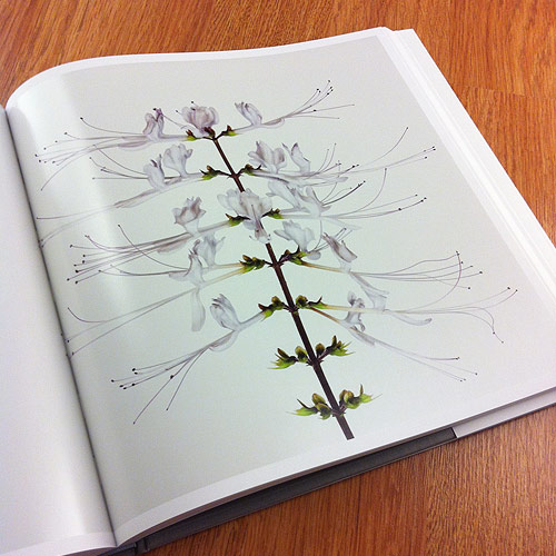 Flower by photographer Andrew Zuckerman