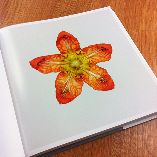 Flower by photographer Andrew Zuckerman