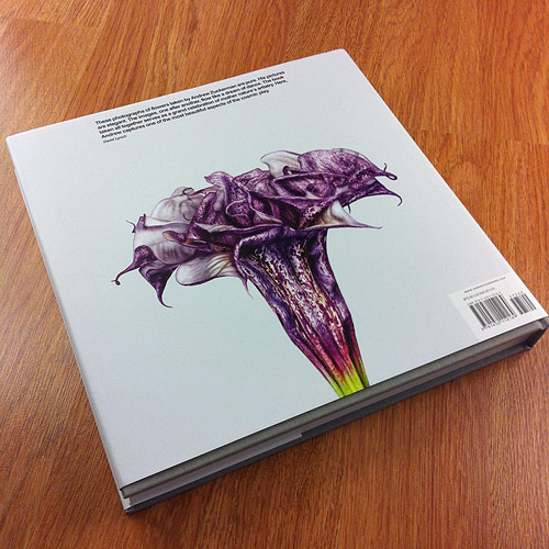 Flower by photographer Andrew Zuckerman