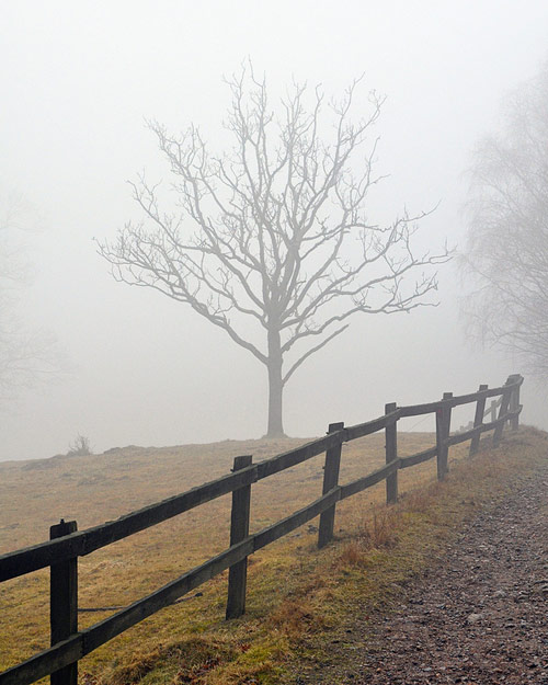 Photographer Levi Mandel