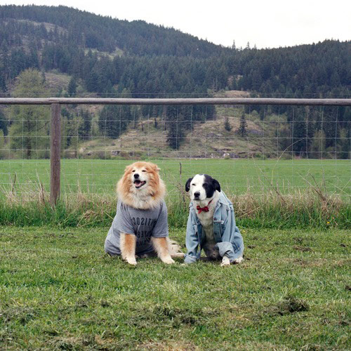 Switcheroo by Hana Pesut