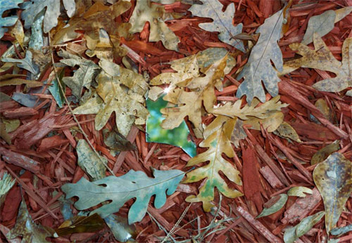 Photographer Maury Gortemiller