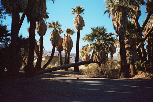 photographer joyce kim