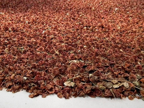 Artist Anya Gallaccio