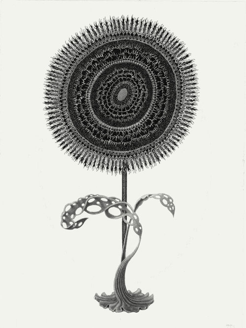 Drawings by artist Armando Veve