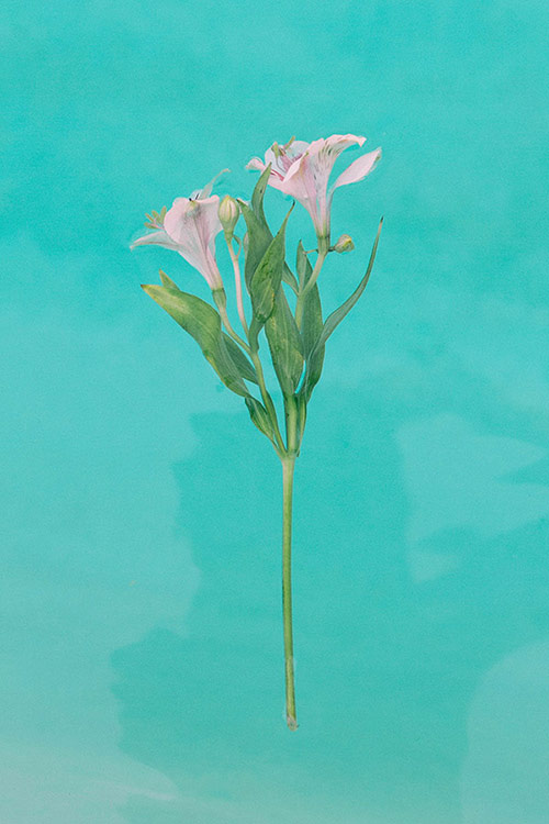 Photographer Brian Vu