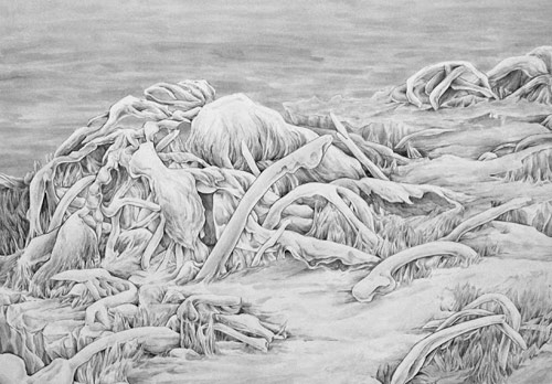 Drawings by artist Allyce Wood