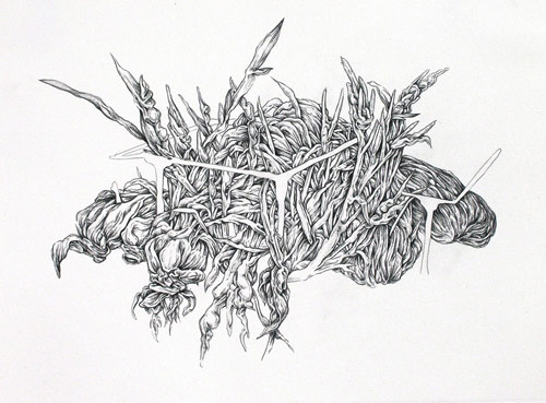 Drawings by artist Allyce Wood