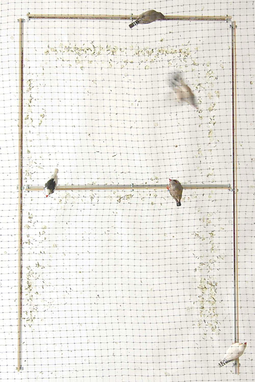 poo printer by Fabrizio Lamoncha