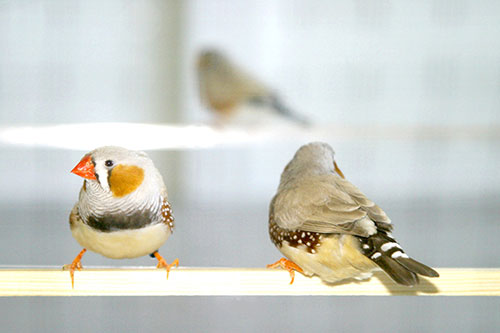 poo printer by Fabrizio Lamoncha