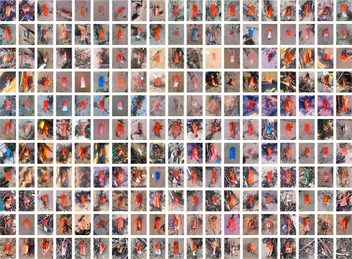 Walking My Dog by Eddy de Azevedo