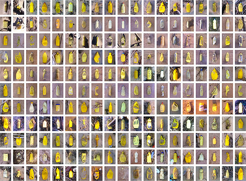 Walking My Dog by Eddy de Azevedo