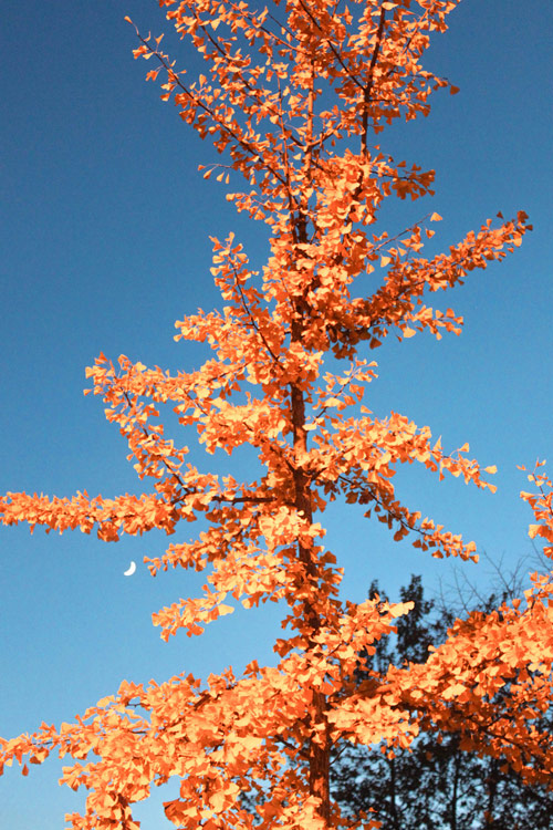 Francesco-Artibani-03