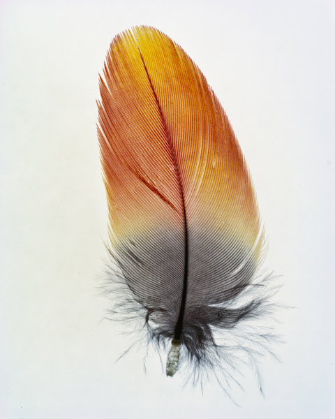 taylormcurry-feathers-10