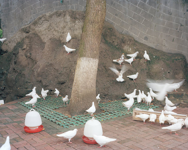 jiehao-su002