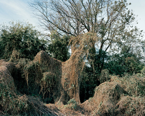 Kudzu_11