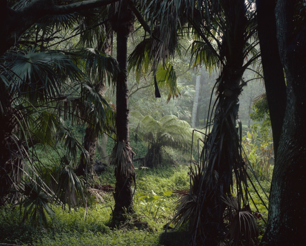 tropicale_woutervandevoorde-1-2