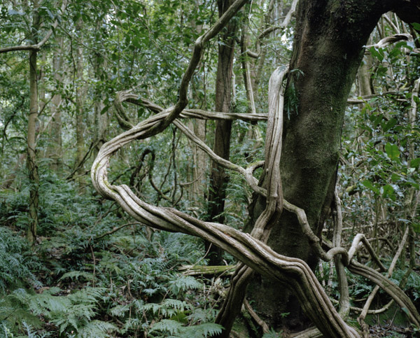 tropicale_woutervandevoorde-10-2