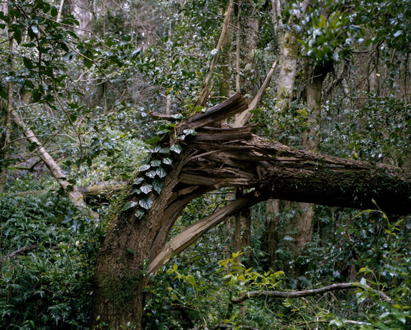 tropicale_woutervandevoorde-11-2