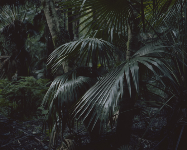 tropicale_woutervandevoorde-4-2