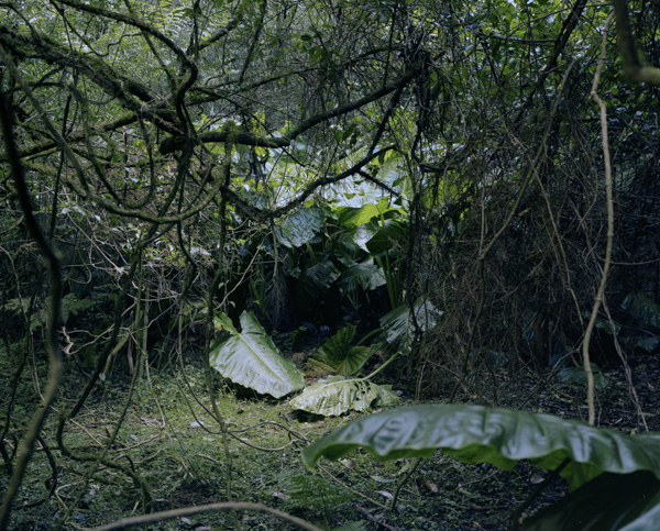 tropicale_woutervandevoorde-5-2