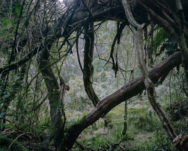 tropicale_woutervandevoorde-8-2