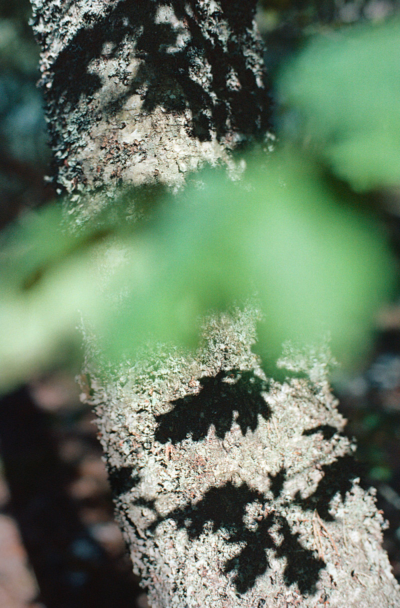 ning-kai-sabrina-scarpa4