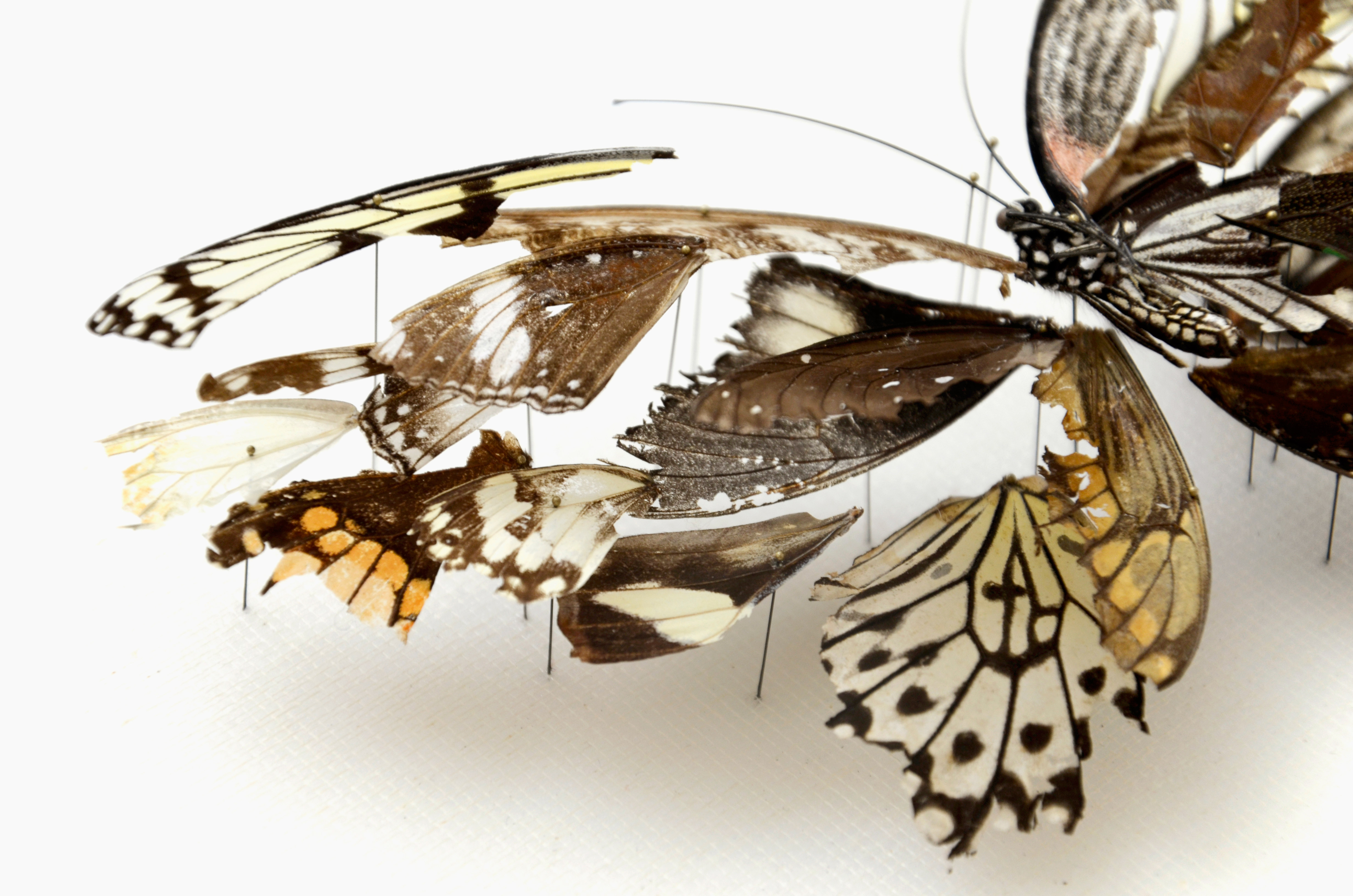 Broken Butterflies" by Artist Anne ten Donkelaar.