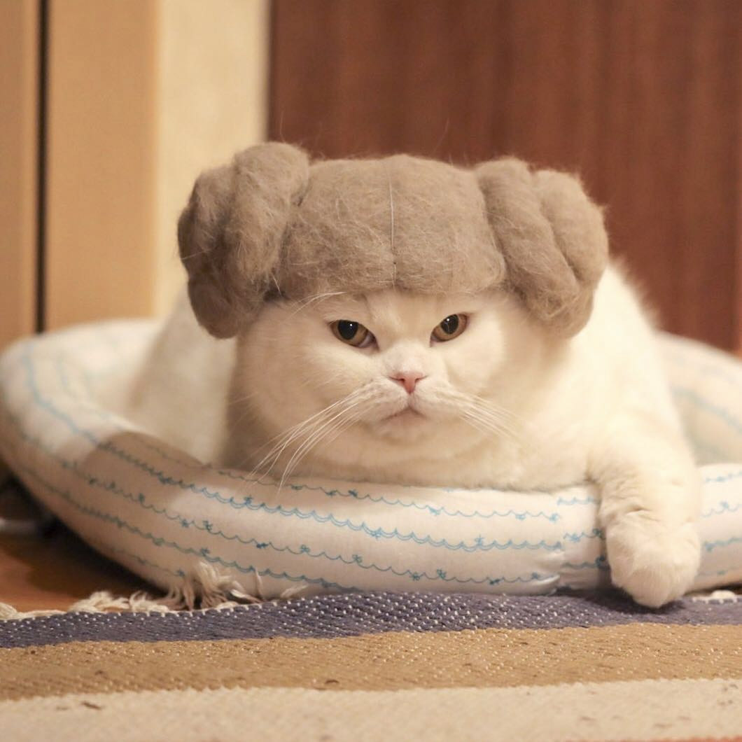 Cat Hair Cat Hats by Photographer Ryo Yamazaki BOOOOOOOM! CREATE